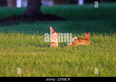 A beautiful shot of two wild rabbits playing together on the wet green grass in the park Stock Photo