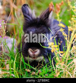 Cute lionhesd pet rabbit in garden Stock Photo