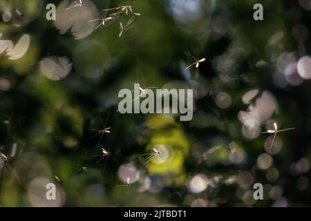 A swarm of mosquitoes or winter gnats, catching the light in trees, against a bokeh background, West Yorkshire, England, UK wildlife Stock Photo