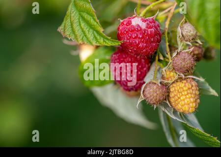 Macro shot of ripe and unripe raspberries (rubus idaeus) at a branch. Stock Photo