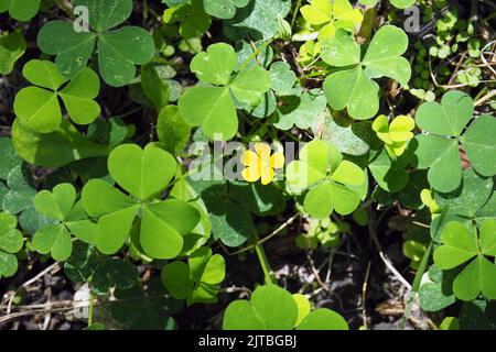 southern wood-sorrel, slender yellow woodsorrel, Dillenius-Sauerklee, Oxalis dillenii, parlagi madársóska, Budapest, Hungary, Magyarország, Europe Stock Photo