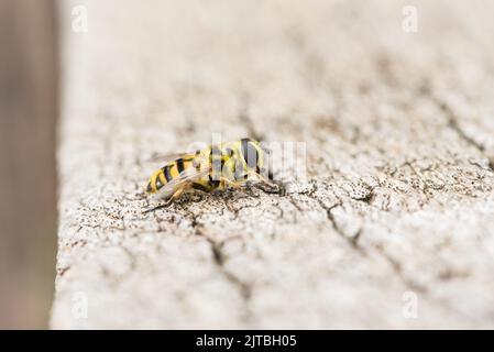 Resting Batman Hoverfly (Myathropa florea) Stock Photo