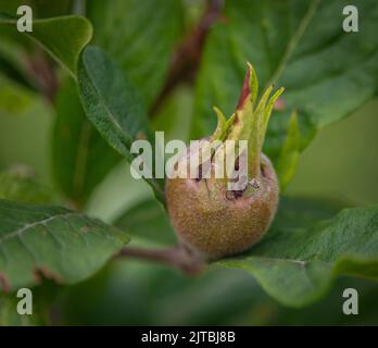 Medlar fruit on tree with fresh green leafs in middle of hot summer Stock Photo