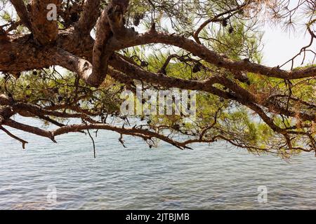Close up view of a pine tree called Pinus Brutia in Aegean coast of Turkey. It is a sunny summer day. Stock Photo