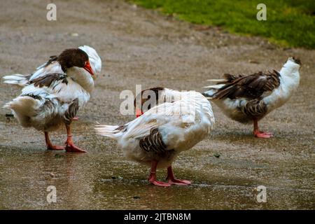 Geese are cleaning themselves in a rainy day, selective focus, noise effect Stock Photo