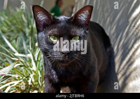 Black cat with green eyes Stock Photo
