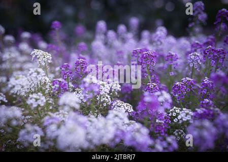 Purple flowers background. Lilac and white sweet alyssum Stock Photo