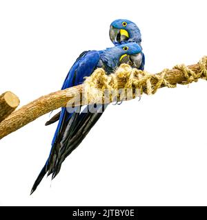 A pair of Hyacinth macaw on a branch isolated on white background Stock Photo