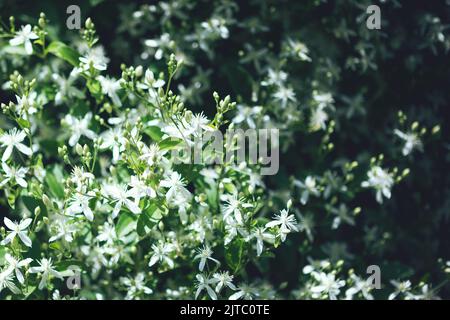 Clematis flammula fragrant white flowers texture in spring garden Stock Photo