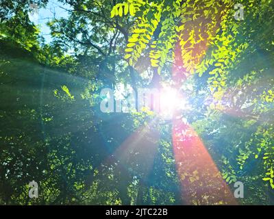 sun rays with radiant bokeh shines through forest trees Stock Photo