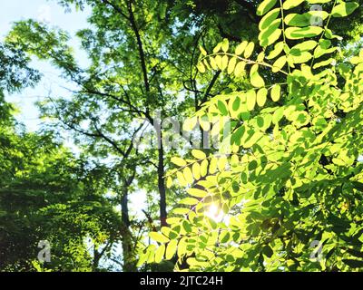 sun rays with radiant bokeh shines through forest trees Stock Photo