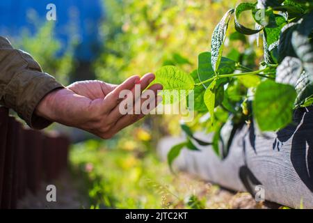 Farmer's hand touches agricultural crops close up. Growing vegetables in the garden. Harvest care and maintenance. Environmentally friendly products Stock Photo