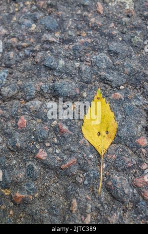 A small autumn yellow leaf with eyes resembling a human head lies on the pavement. The concept of imagination Stock Photo