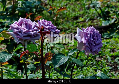 Flowering rose bush in the garden with pastel lilac flowers covered with raindrops, Sofia, Bulgaria Stock Photo