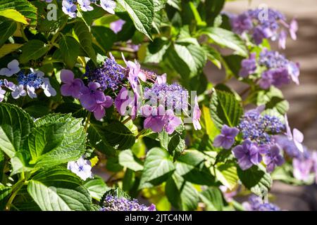 Hydrangea flower (Hydrangea macrophylla) in a garden. Flowering bush of blue and purple colored hydrangea close-up. Ornamental plant in the garden. Na Stock Photo