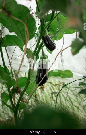 Eggplant grows on branches in a greenhouse Stock Photo