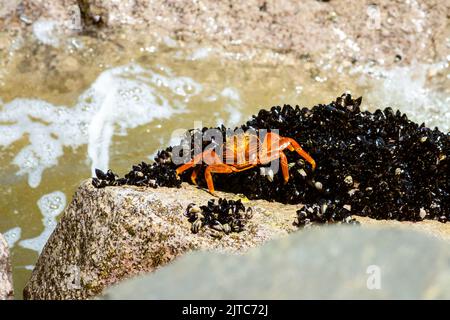 Grapsus grapsus, Sally lightfoot crab walking on La Arenilla beach. Callao, Peru. Stock Photo