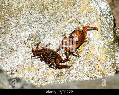 Grapsus grapsus, Sally lightfoot crab walking on La Arenilla beach. Callao, Peru. Stock Photo