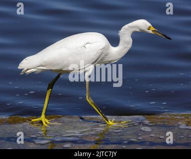 Snowy Egret Juvenile Foraging on Shoreline. Palo Alto Baylands, Santa Clara County, California, USA. Stock Photo