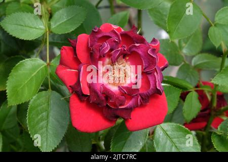 A burnt red climbing rose, with petals scorched in a heatwave Stock ...