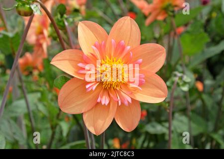 Dahlia 'Kelsey Annie Joy' in flower. Stock Photo