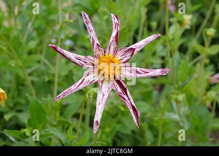 Dahlia 'Destiny's Teachers' in flower. Stock Photo