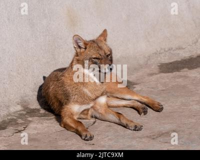 Golden jackal in nature tracks down prey. Stock Photo