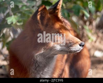 Golden jackal in nature tracks down prey, portrait. Stock Photo