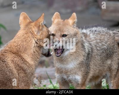 Golden jackal in nature tracks down prey, portrait. Stock Photo