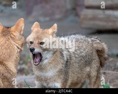 Golden jackal in nature tracks down prey, portrait. Stock Photo