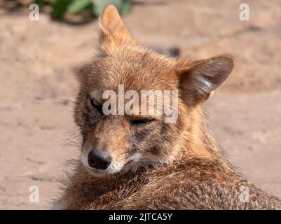 Golden jackal in nature tracks down prey. Stock Photo