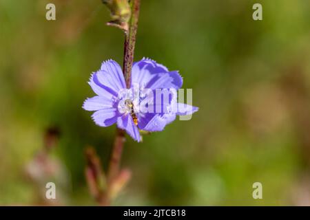 Chicory, is a plant belonging to the genus Dandelion of the Asteraceae family. Stock Photo