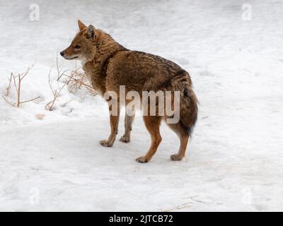 Golden jackal in nature tracks down prey. Stock Photo