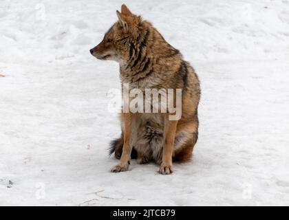 Golden jackal in nature tracks down prey. Stock Photo