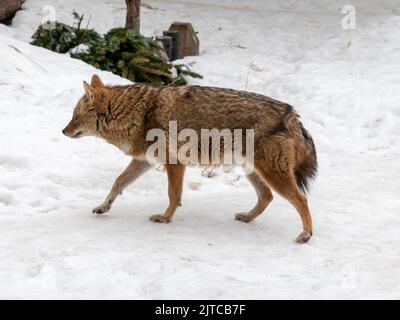 Golden jackal in nature tracks down prey. Stock Photo