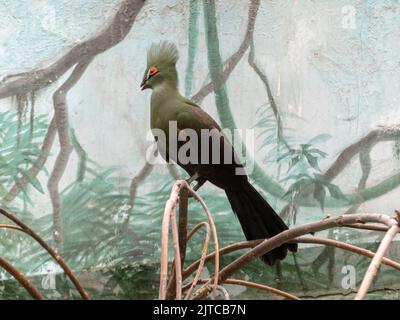 Guinea turaco (Tauraco persa) close up, also known as the green turaco or green lourie perched in a tree. Stock Photo