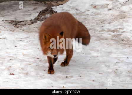 Fox in nature tracks down prey, portrait. Stock Photo