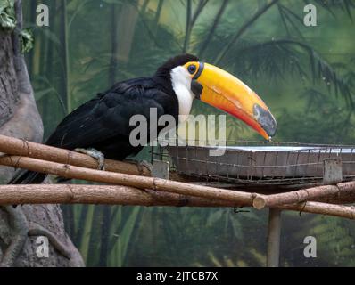 Toucan on a branch in the forest with a large beak. Stock Photo