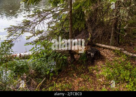 Tree cut down by a beaver on the lake shore near Vingåkers kommun, Sweden Stock Photo