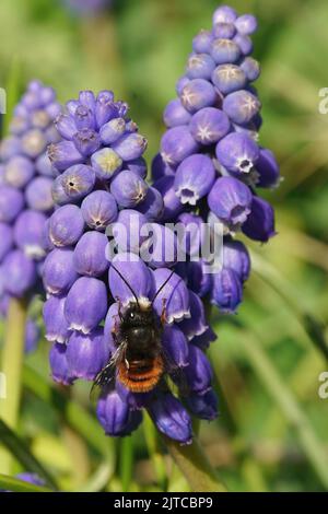 A Blue Orchard Mason Bee (Osmia lignaria) resting in the sun on the ...