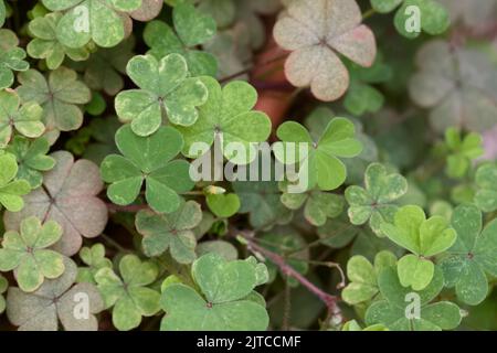 View from above of a plant of the type Trifolium or clover that has some of its leaves dry or damaged Stock Photo