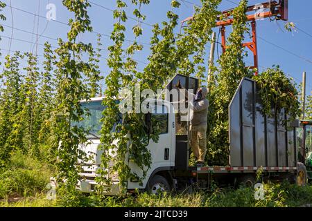 Baroda, Michigan - A Mexican-American crew harvests hops at Hop Head Farms in west Michigan. The red cutting machine cuts the ropes on which the hop v Stock Photo