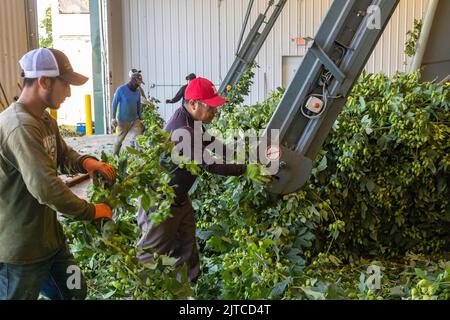 Baroda, Michigan - A Mexican-American crew processes hops at Hop Head Farms in west Michigan. They attach the bines, or vines, to WOLF hop harvesting Stock Photo