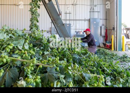 Baroda, Michigan - A Mexican-American crew processes hops at Hop Head Farms in west Michigan. They attach the bines, or vines, to WOLF hop harvesting Stock Photo