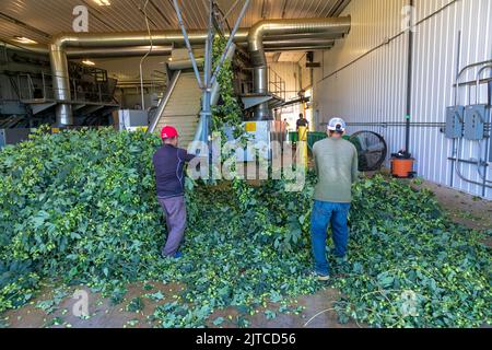 Baroda, Michigan - A Mexican-American crew processes hops at Hop Head Farms in west Michigan. They attach the bines, or vines, to WOLF hop harvesting Stock Photo