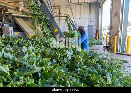 Baroda, Michigan - A Mexican-American crew processes hops at Hop Head Farms in west Michigan. They attach the bines, or vines, to WOLF hop harvesting Stock Photo