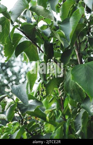 Fragrant Snowbell Tree (Styrax Obassia) Stock Photo