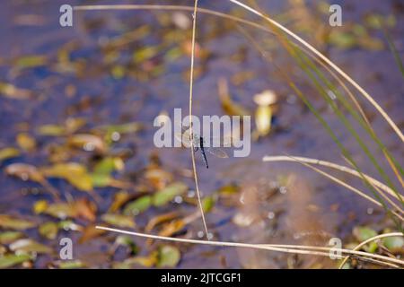 Blue-bodied dragonfly, a male keeled skimmer (Orthetrum coerulescens) at rest on a reed at a pond in Chobham Common, Surrey, south-east England Stock Photo