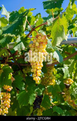 White grapes hanging from lush green vine at vineyard Stock Photo