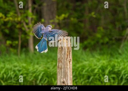 Rock Doves fighting for a perch Stock Photo